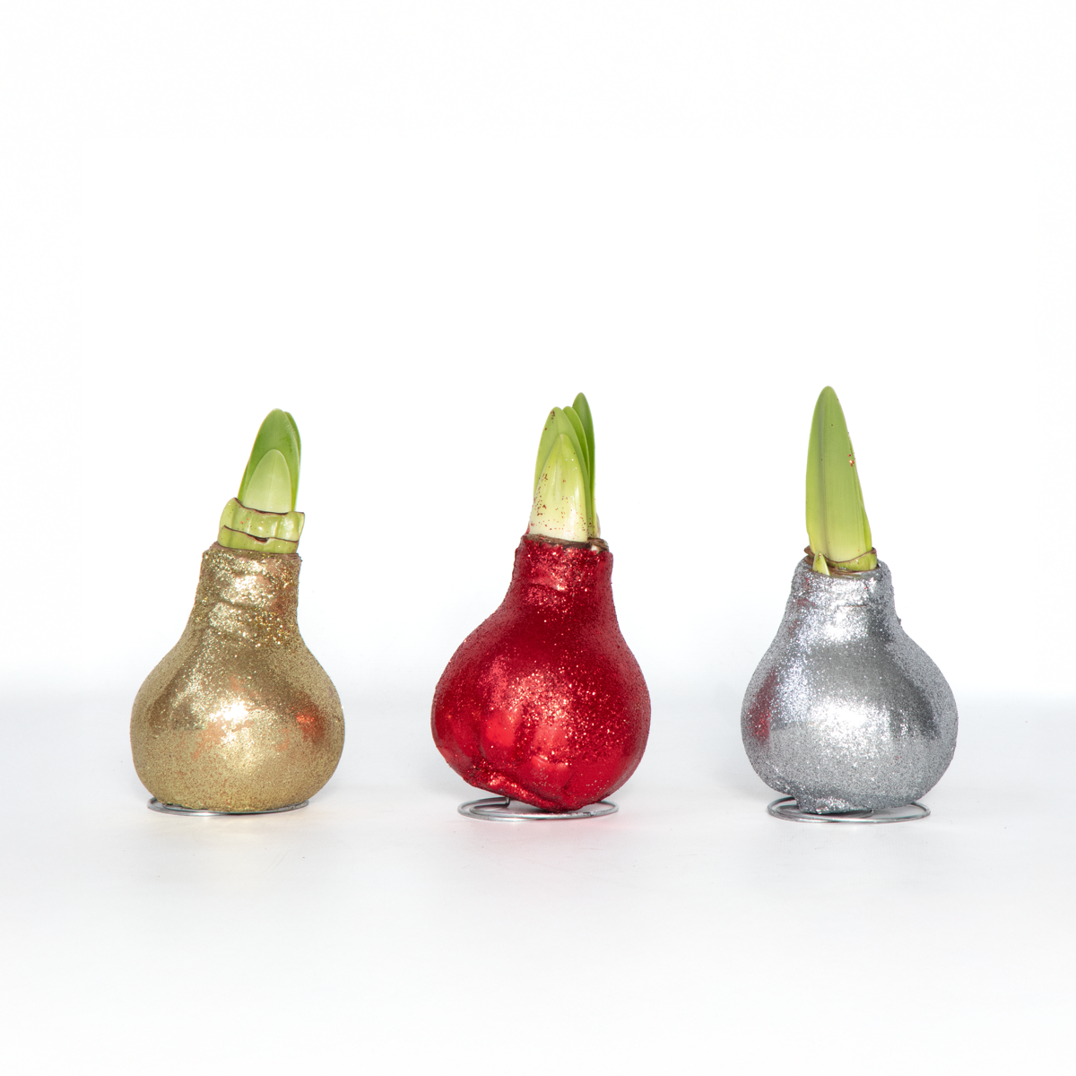 Amaryllis - Set Om 3 - Hippeastrum 'Glitter Mix' - Blomlökar - Röda Blommor