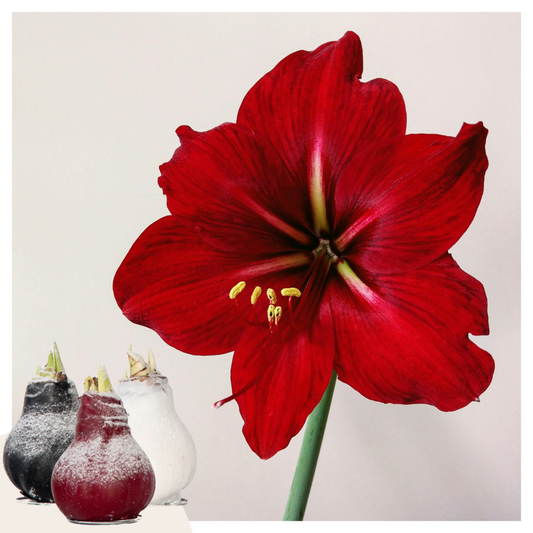 Amaryllis - Hippeastrum 'Wax Snow Mix' - Lök - Röda Blommor
