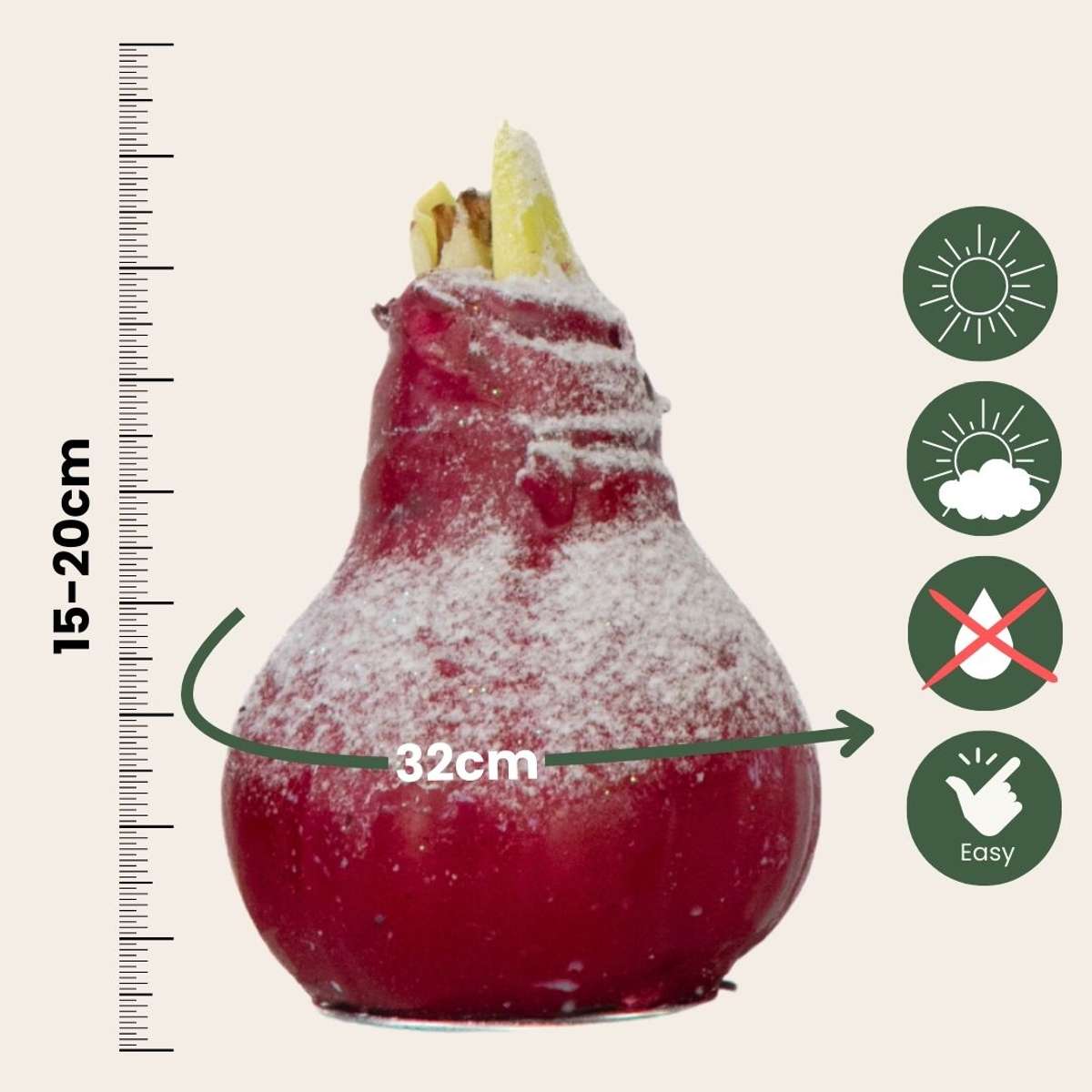 Amaryllis - Hippeastrum 'Wax Snow Mix' - Lök - Röda Blommor