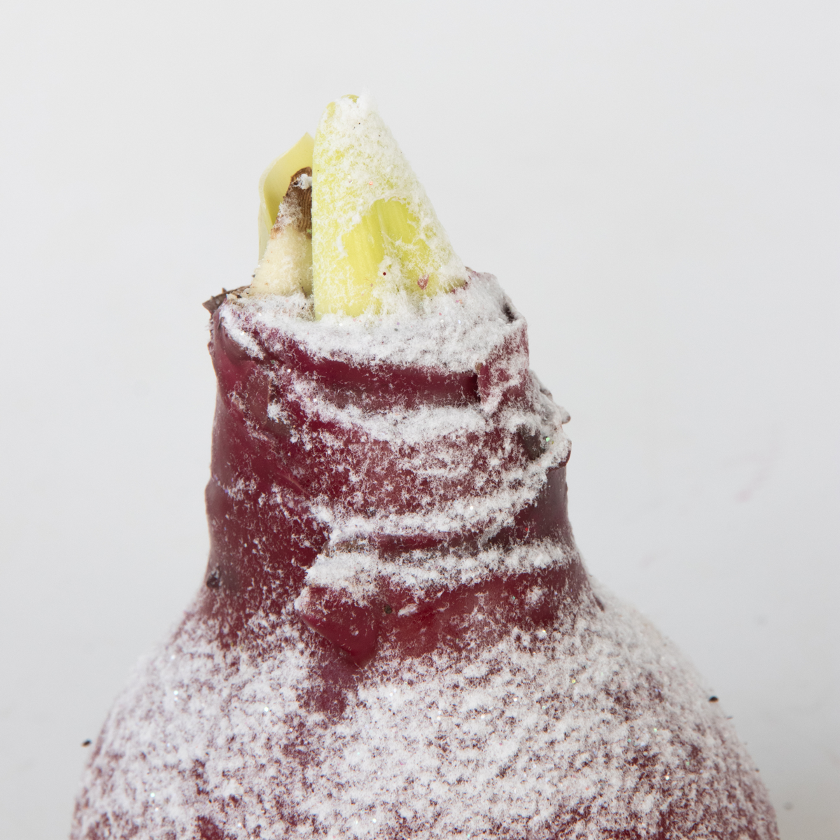 Amaryllis - Hippeastrum 'Wax Snow Mix' - Lök - Röda Blommor