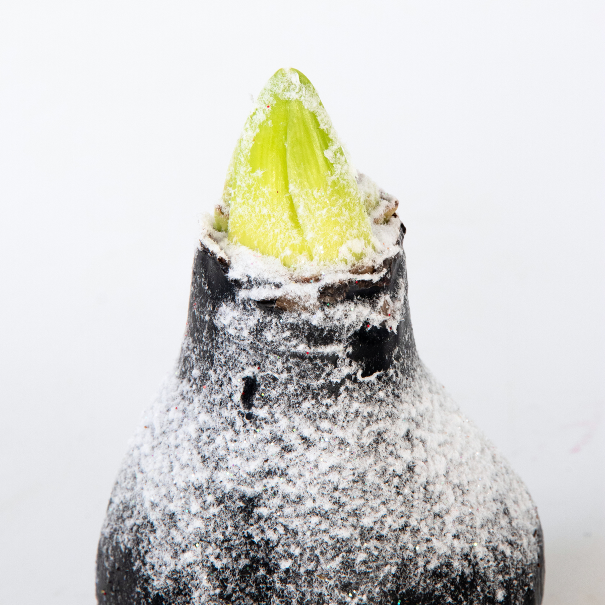 Amaryllis - Hippeastrum 'Wax Snow Mix' - Lök - Röda Blommor