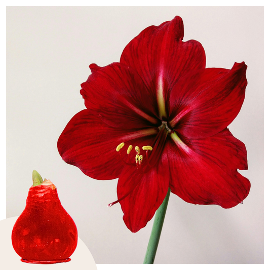 Amaryllis - Hippeastrum 'Velvet Red' - Lök - Röda Blommor