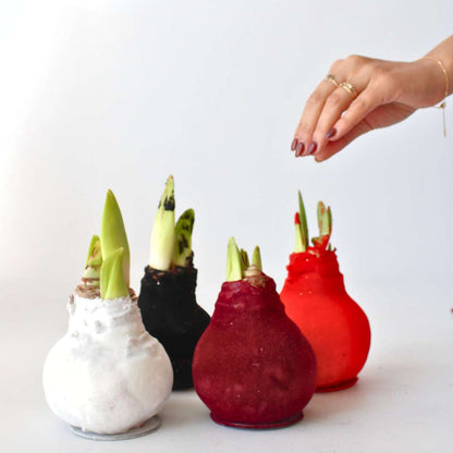 Amaryllis - Hippeastrum 'Velvet Red' - Lök - Röda Blommor