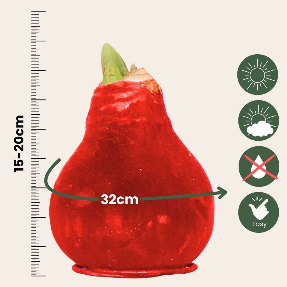 Amaryllis - Hippeastrum 'Velvet Red' - Lök - Röda Blommor