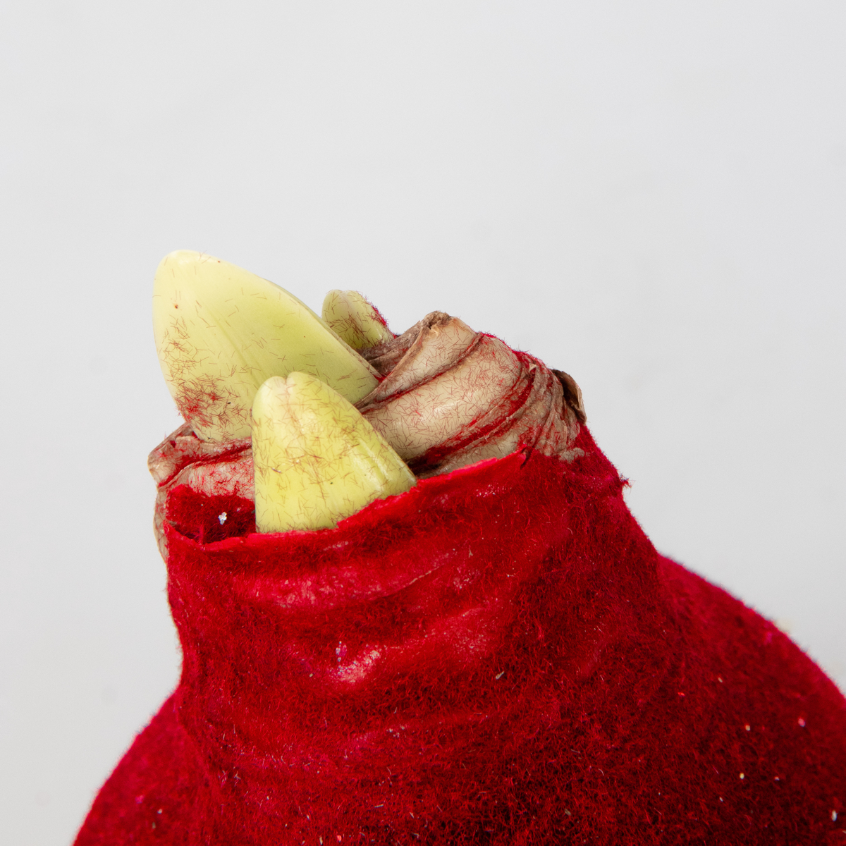 Amaryllis - Hippeastrum 'Velvet Red' - Lök - Röda Blommor