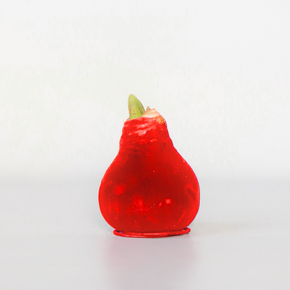 Amaryllis - Hippeastrum 'Velvet Red' - Lök - Röda Blommor