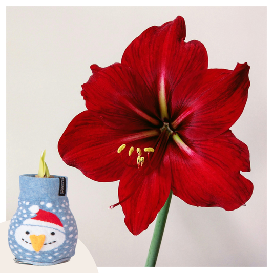 Amaryllis - Hippeastrum 'Snowman Sweater' - Lök - Röda Blommor