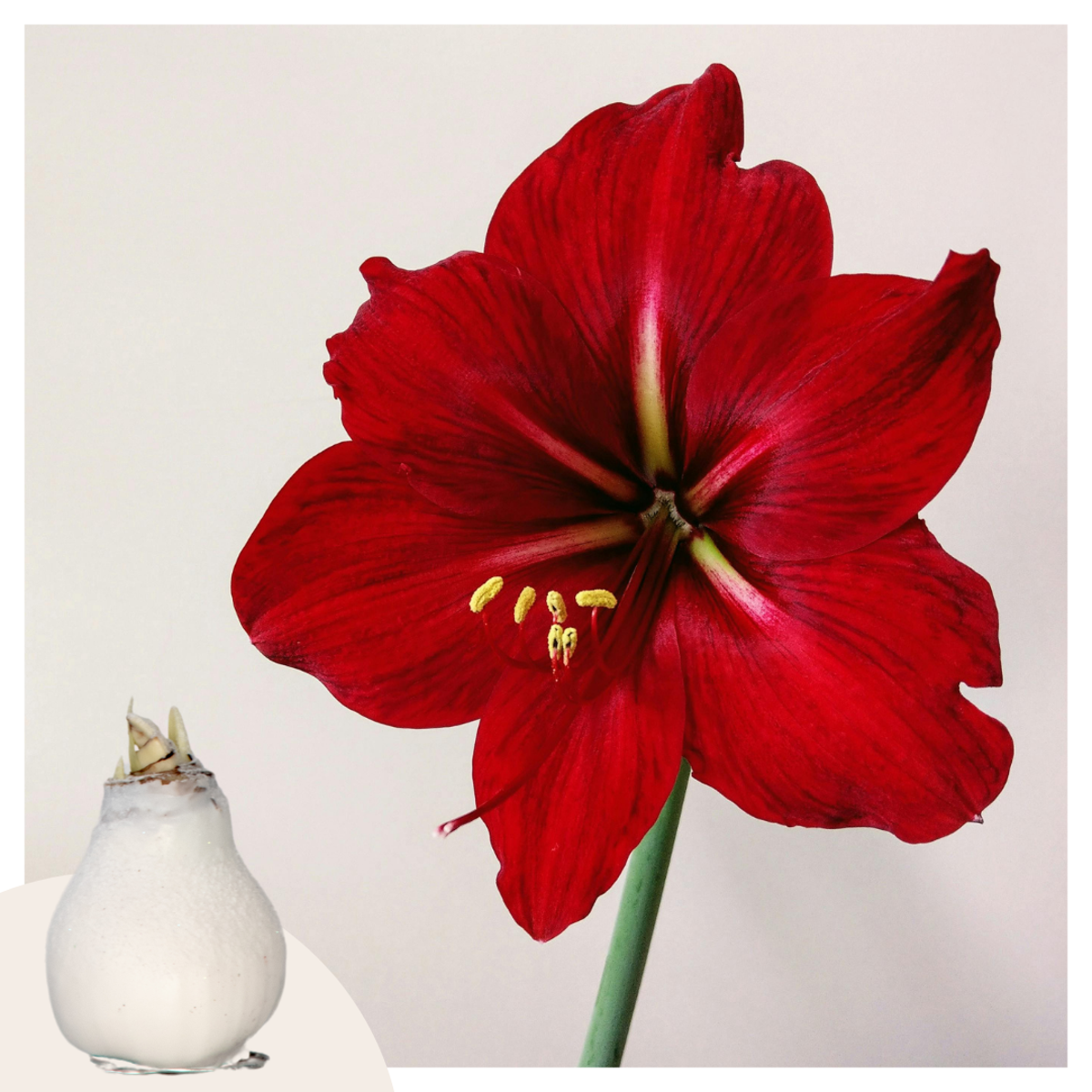 Florastore Amaryllis - Hippeastrum 'Wax Snow White' - Lök - Röda Blommor