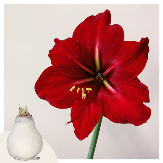 Amaryllis - Hippeastrum 'Wax Snow White' - Lök - Röda Blommor