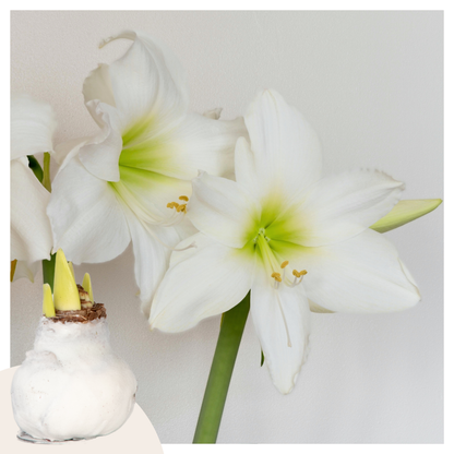 Amaryllis - Hippeastrum 'Velvet White' - Lök - Vita Blommor