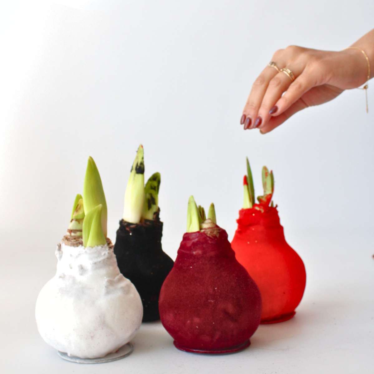 Amaryllis - Hippeastrum 'Velvet White' - Lök - Vita Blommor