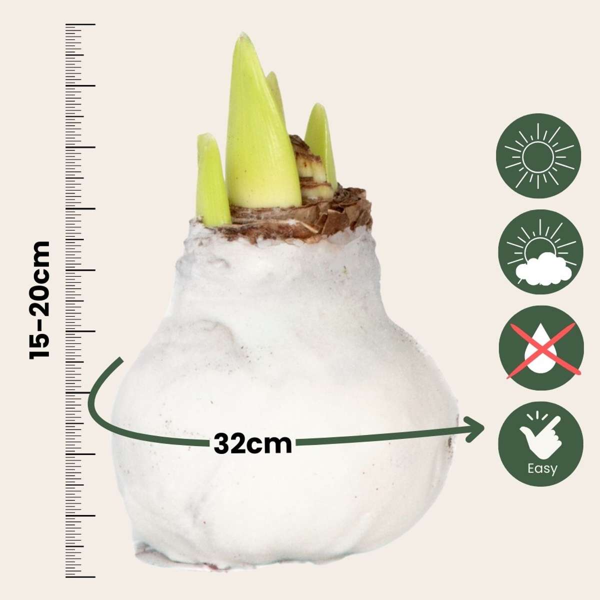 Amaryllis - Hippeastrum 'Velvet White' - Lök - Vita Blommor