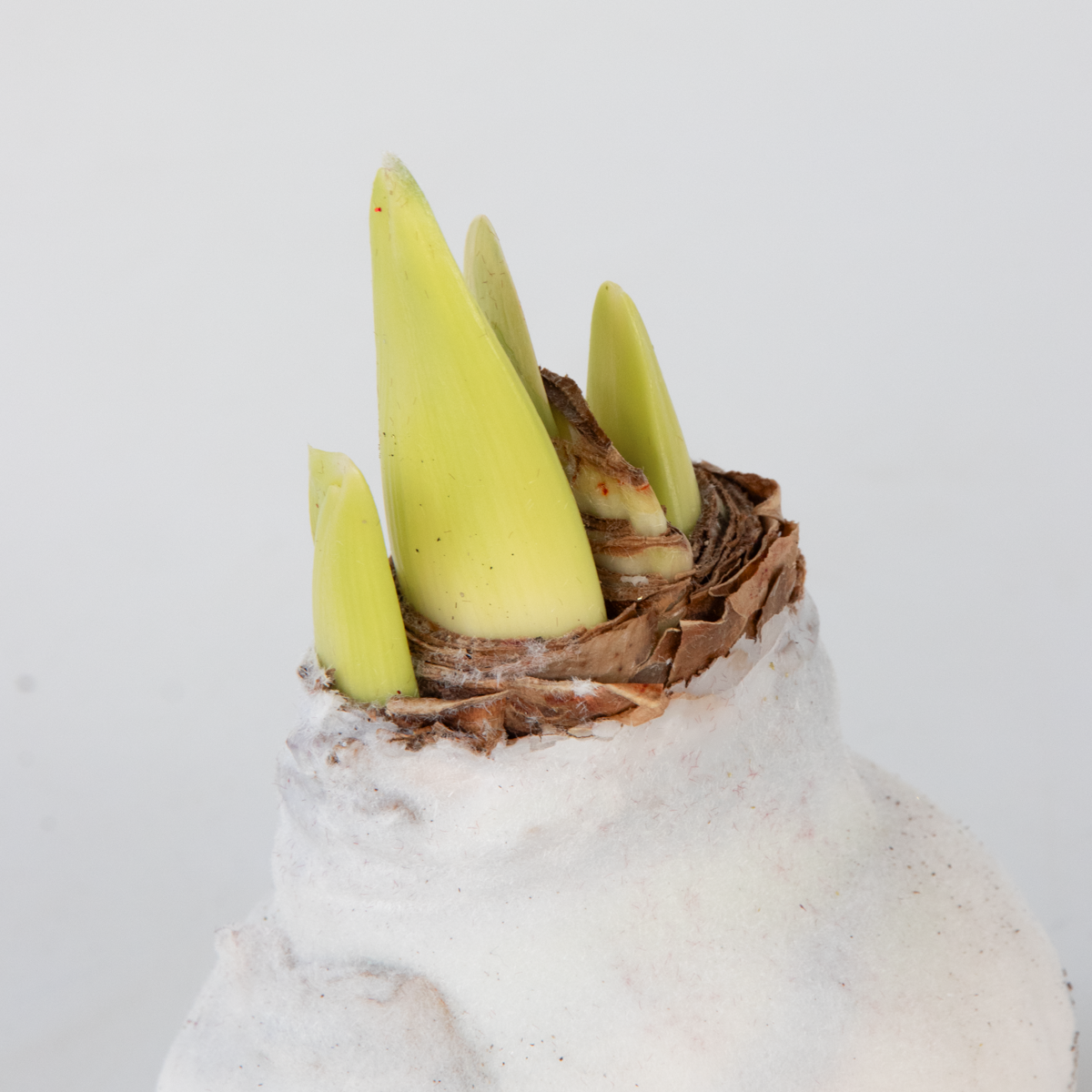 Amaryllis - Hippeastrum 'Velvet White' - Lök - Vita Blommor