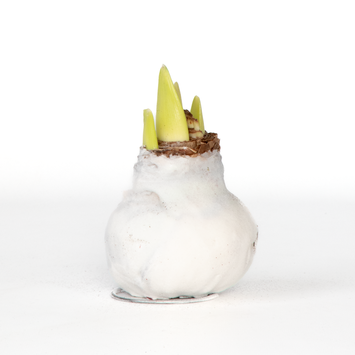 Amaryllis - Hippeastrum 'Velvet White' - Lök - Vita Blommor