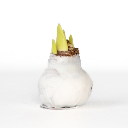 Amaryllis - Hippeastrum 'Velvet White' - Lök - Vita Blommor