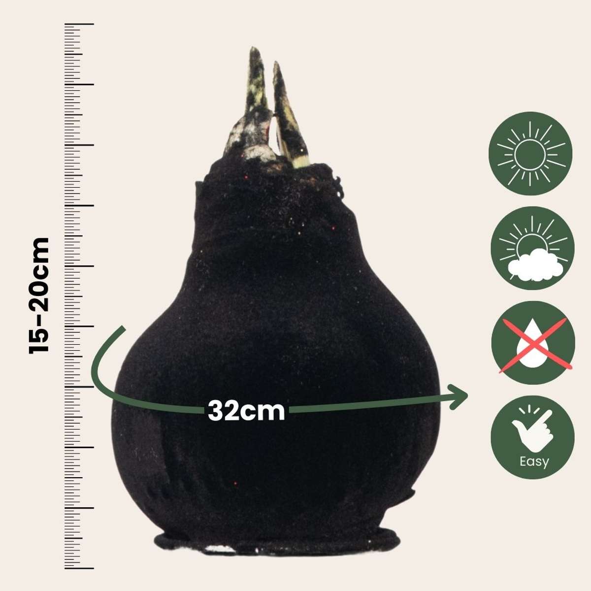 Amaryllis - Hippeastrum 'Velvet Black' - Lök - Röda Blommor