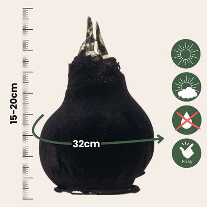 Amaryllis - Hippeastrum 'Velvet Black' - Lök - Röda Blommor