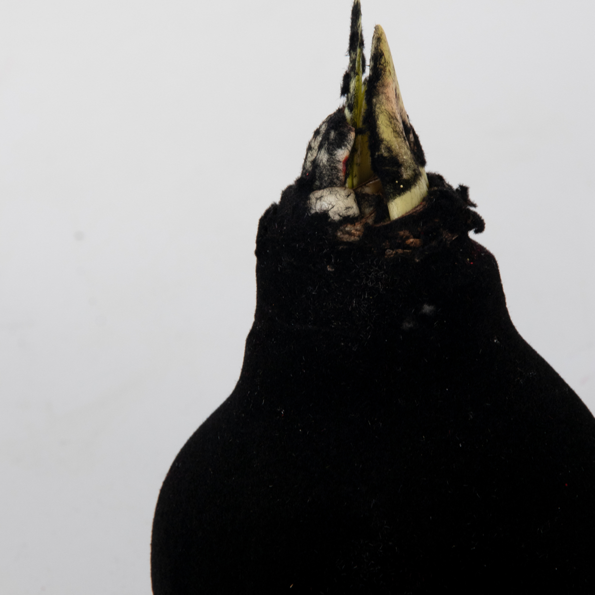 Amaryllis - Hippeastrum 'Velvet Black' - Lök - Röda Blommor