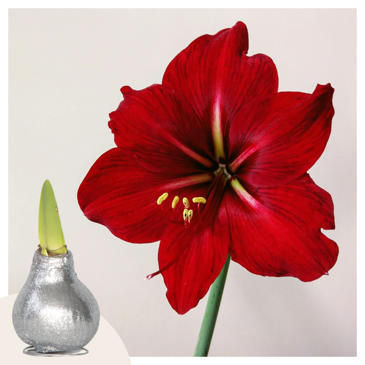 Amaryllis - Hippeastrum 'Glitter Silver' - Lök - Röda Blommor
