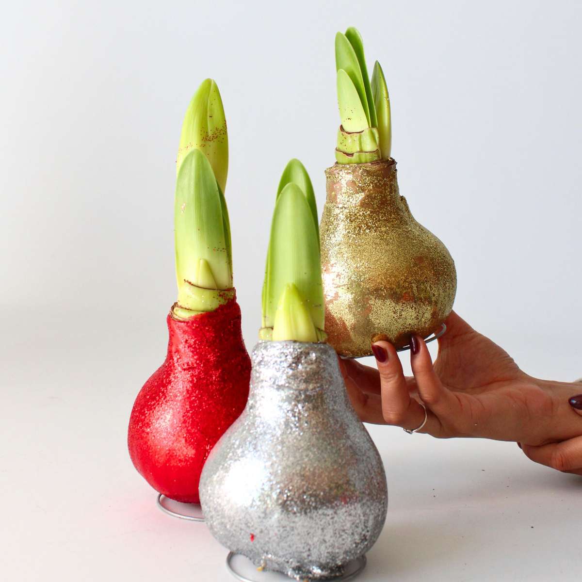 Amaryllis - Hippeastrum 'Glitter Silver' - Lök - Röda Blommor