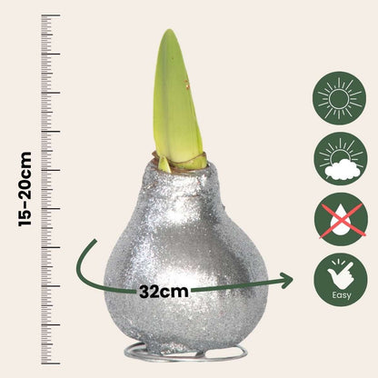 Amaryllis - Hippeastrum 'Glitter Silver' - Lök - Röda Blommor