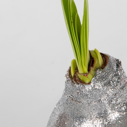 Amaryllis - Hippeastrum 'Glitter Silver' - Lök - Röda Blommor