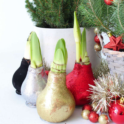 Amaryllis - Hippeastrum 'Glitter Silver' - Lök - Röda Blommor