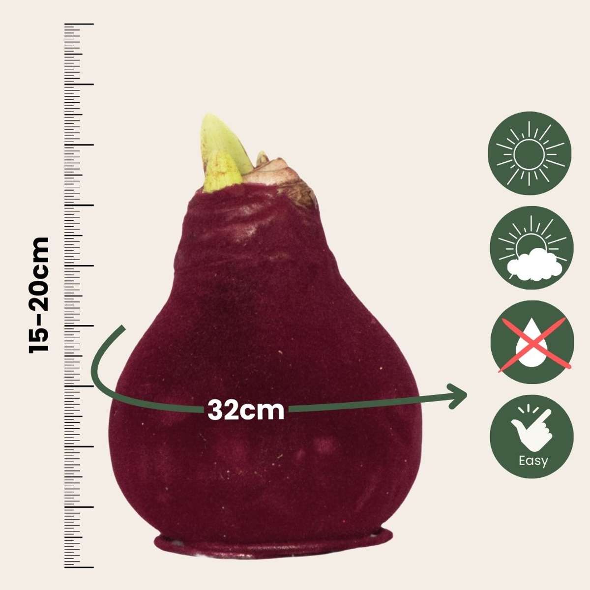 Amaryllis - Hippeastrum 'Velvet Bordeaux' - Lök - Röda Blommor