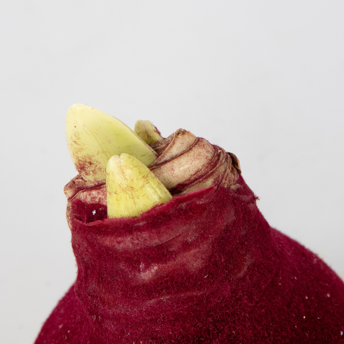 Amaryllis - Hippeastrum 'Velvet Bordeaux' - Lök - Röda Blommor