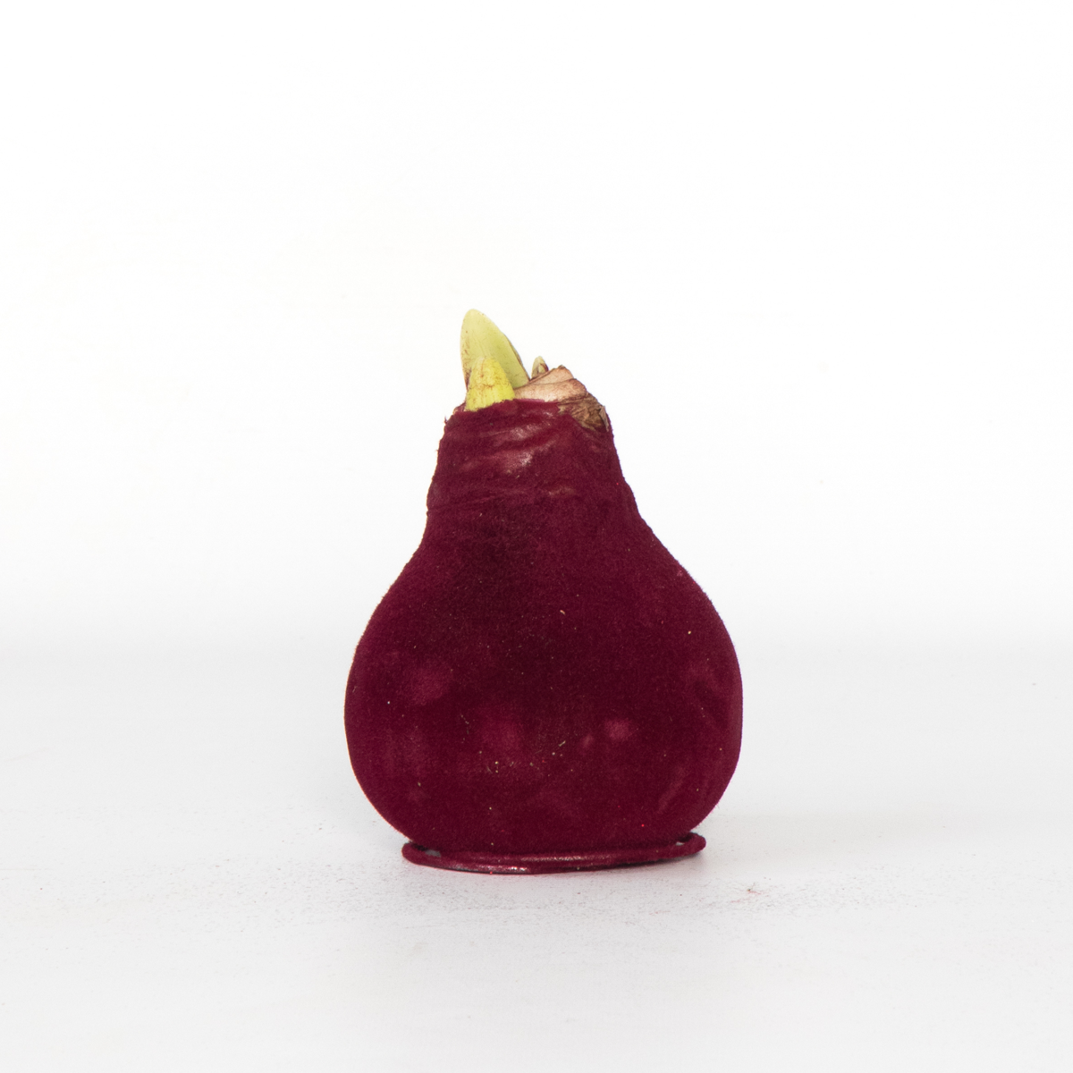 Amaryllis - Hippeastrum 'Velvet Bordeaux' - Lök - Röda Blommor