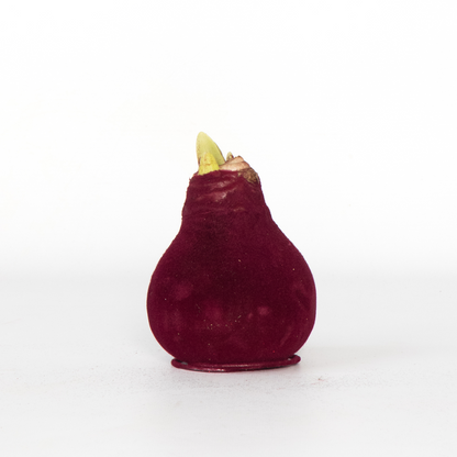 Amaryllis - Hippeastrum 'Velvet Bordeaux' - Lök - Röda Blommor