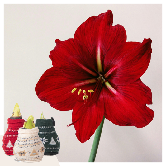 Florastore Amaryllis - Set Om 3 - Hippeastrum 'Christmas Sweater' - Blomlökar - Röd