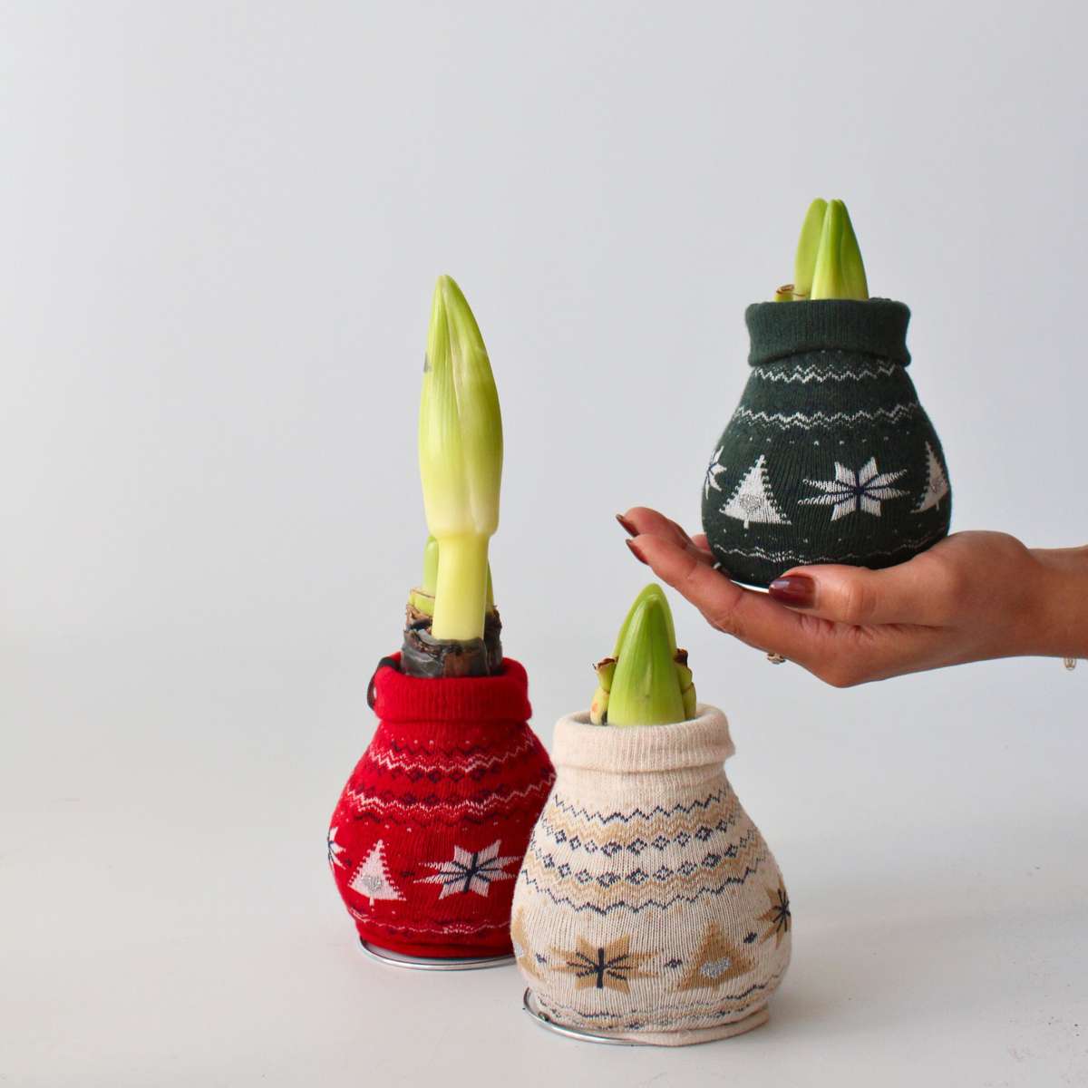 Amaryllis - Set Om 3 - Hippeastrum 'Christmas Sweater' - Blomlökar - Röd