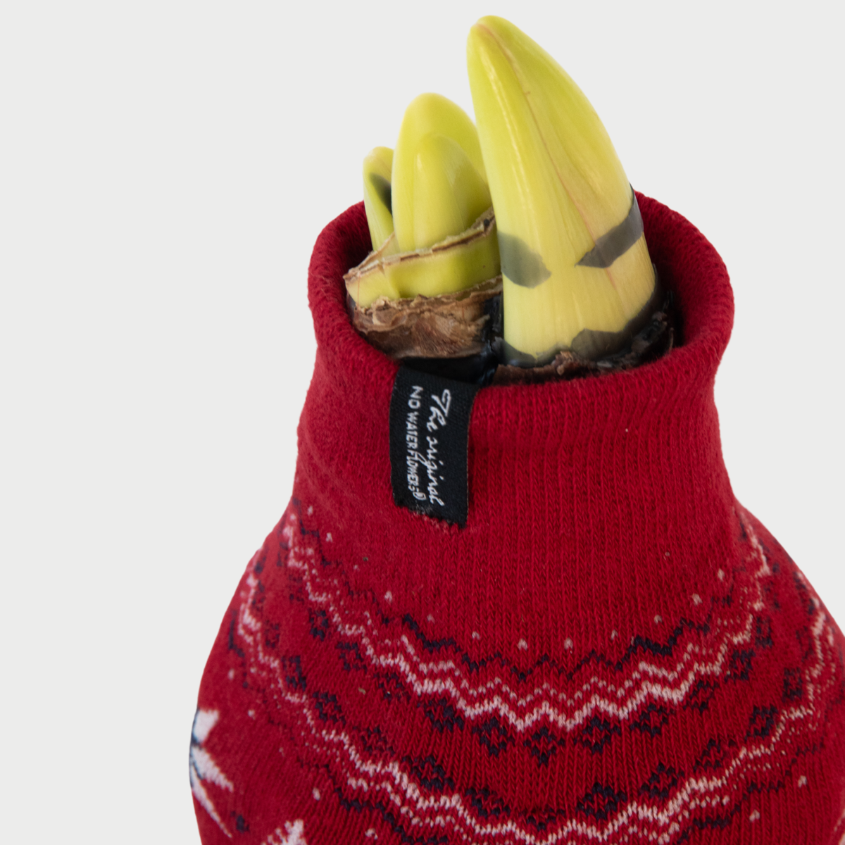 Amaryllis - Set Om 3 - Hippeastrum 'Christmas Sweater' - Blomlökar - Röd