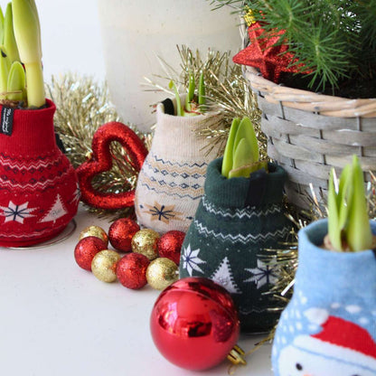 Amaryllis - Set Om 3 - Hippeastrum 'Christmas Sweater' - Blomlökar - Röd