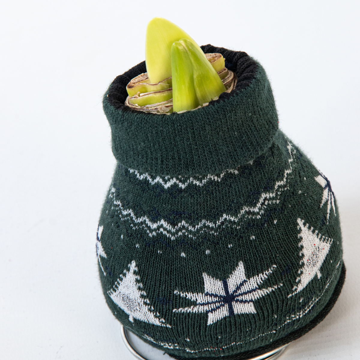 Amaryllis - Set Om 3 - Hippeastrum 'Christmas Sweater' - Blomlökar - Röd