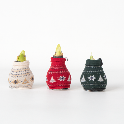 Amaryllis - Set Om 3 - Hippeastrum 'Christmas Sweater' - Blomlökar - Röd