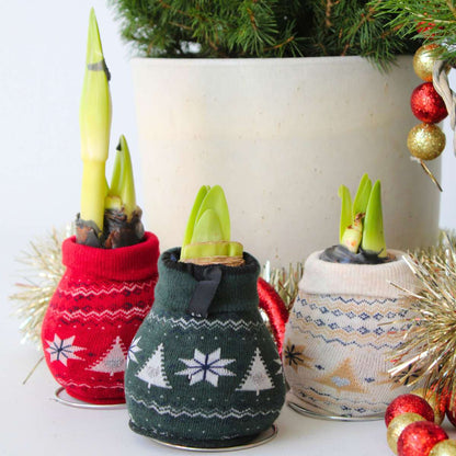 Amaryllis - Set Om 3 - Hippeastrum 'Christmas Sweater' - Blomlökar - Röd