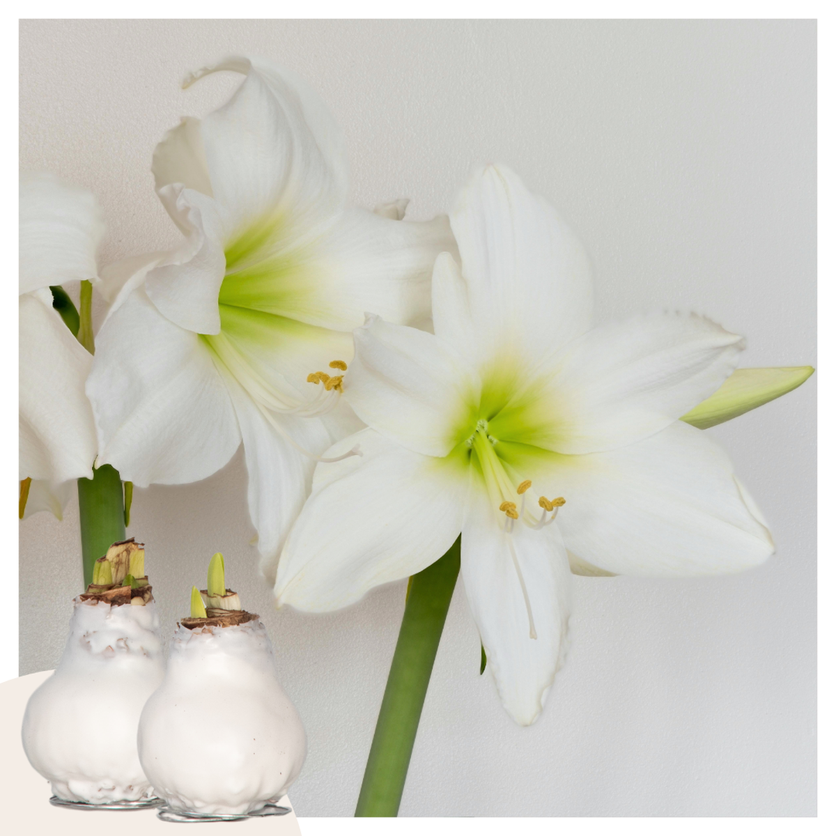 Florastore Amaryllis - Hippeastrum 'Wax White' - Lök - Röda Blommor