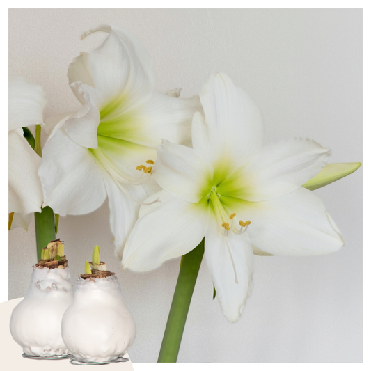 Amaryllis - Hippeastrum 'Wax White' - Lök - Röda Blommor