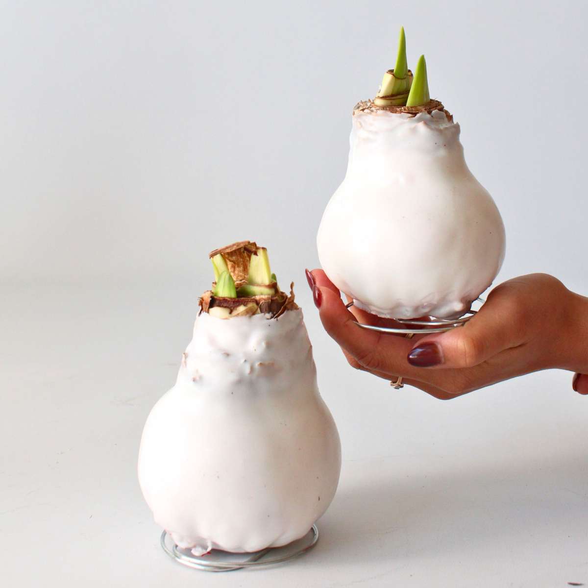 Amaryllis - Hippeastrum 'Wax White' - Lök - Röda Blommor