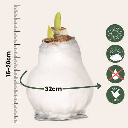 Amaryllis - Hippeastrum 'Wax White' - Lök - Röda Blommor