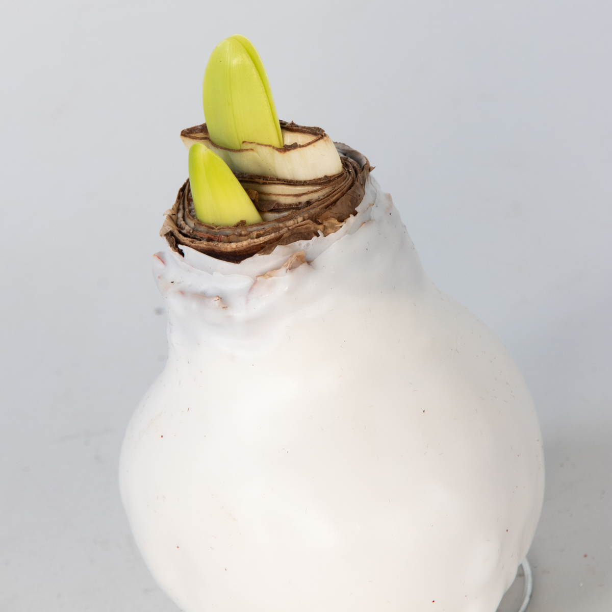 Amaryllis - Hippeastrum 'Wax White' - Lök - Röda Blommor