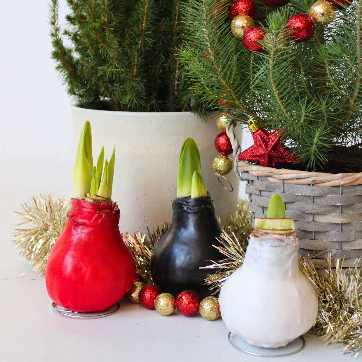 Amaryllis - Hippeastrum 'Wax White' - Lök - Röda Blommor