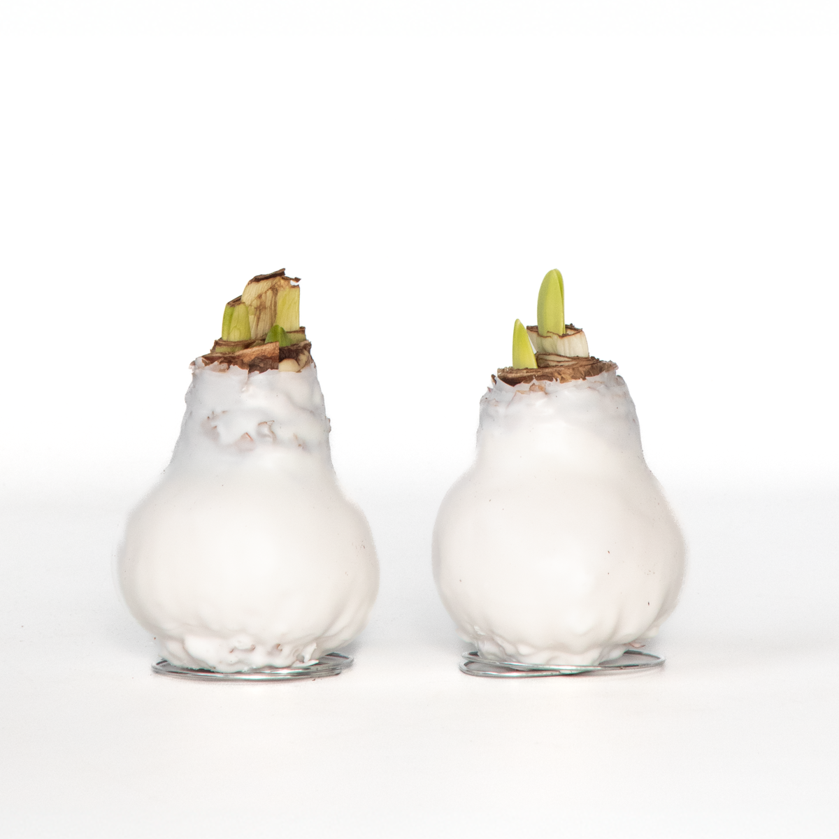 Amaryllis - Hippeastrum 'Wax White' - Lök - Röda Blommor