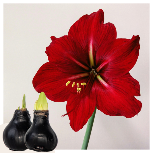 Amaryllis - Hippeastrum 'Wax Black' - Lök - Röda Blommor