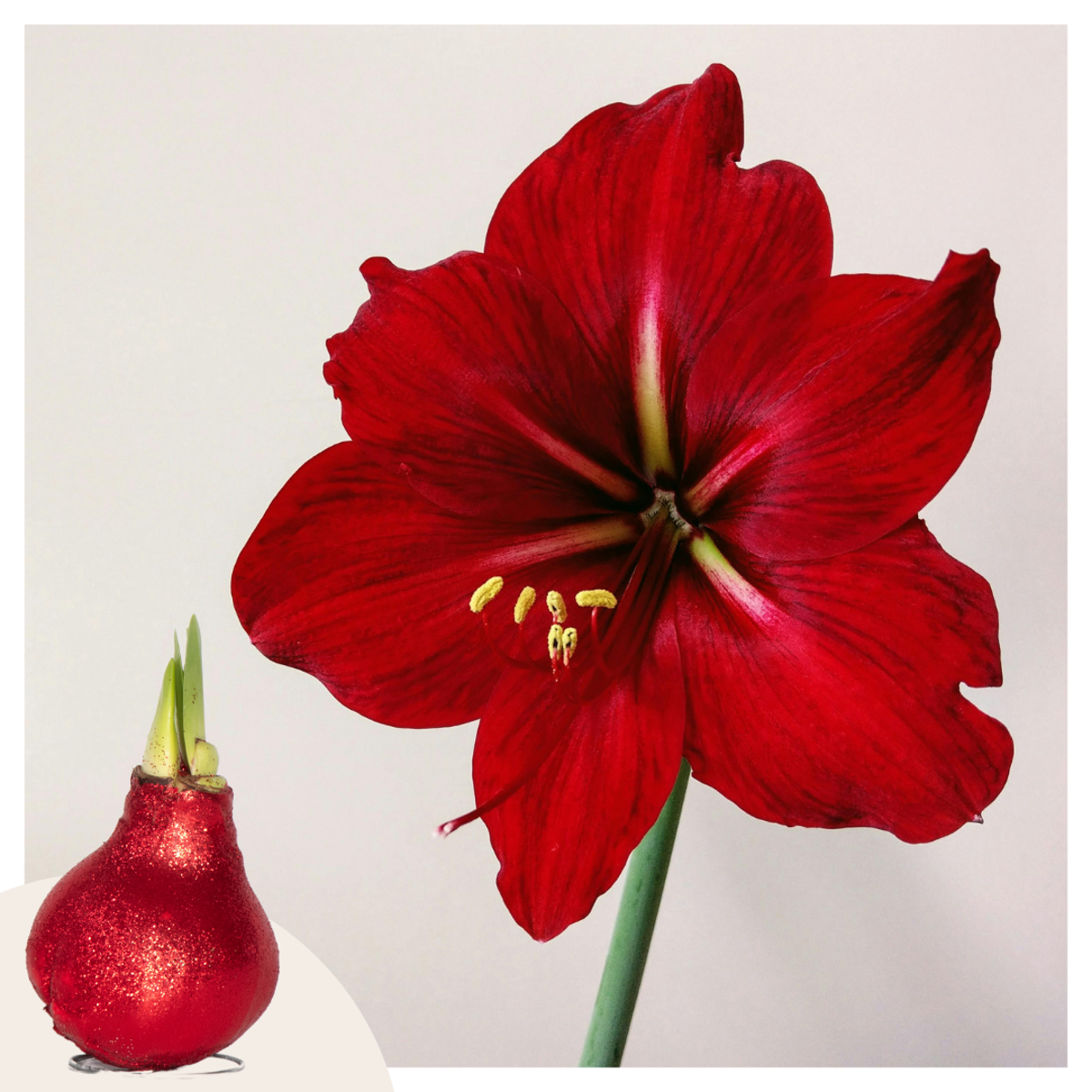 Amaryllis - Hippeastrum 'Glitter Red' - Lök - Röda Blommor