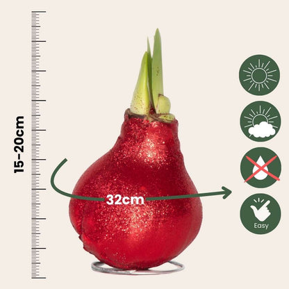 Amaryllis - Hippeastrum 'Glitter Red' - Lök - Röda Blommor