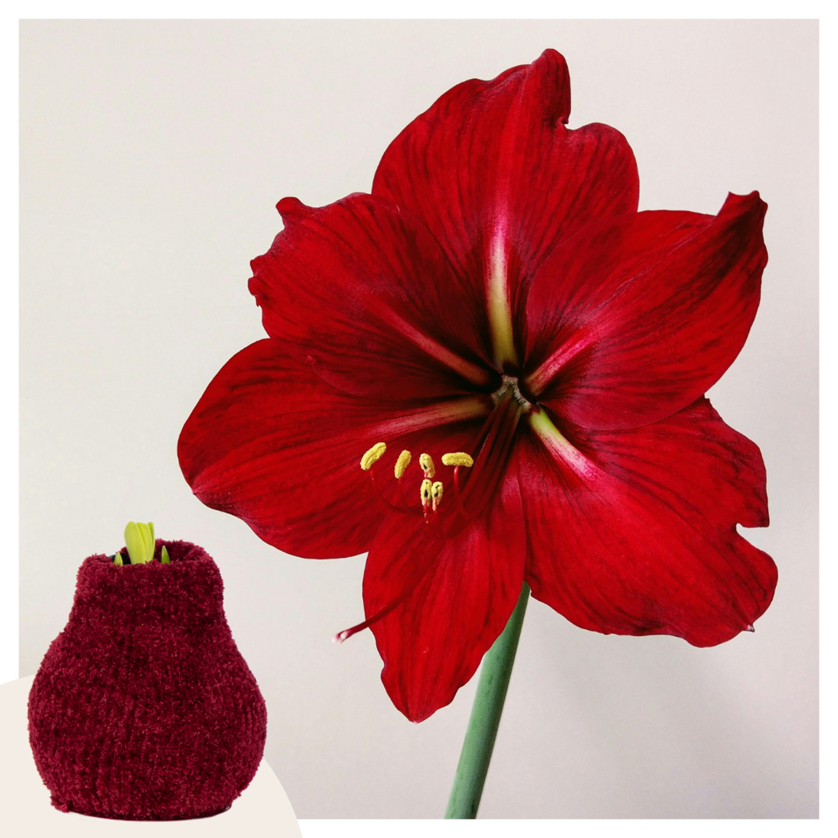 Amaryllis - Hippeastrum 'Cozy Teddy Red' - Lök - Röda Blommor