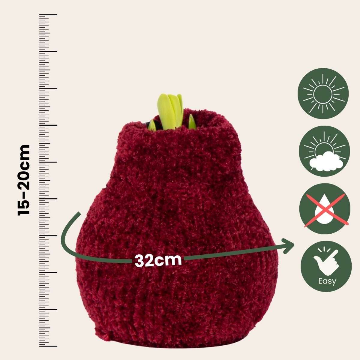 Amaryllis - Hippeastrum 'Cozy Teddy Red' - Lök - Röda Blommor